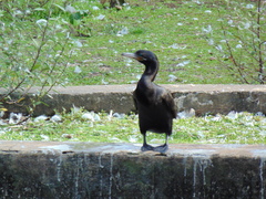 Nannopterum brasilianum