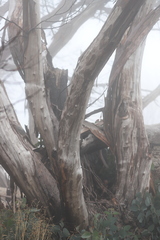 Eucalyptus pauciflora debeuzevillei