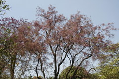 Millettia peguensis