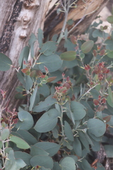 Eucalyptus pauciflora debeuzevillei