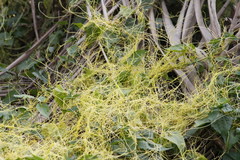 Cuscuta reflexa