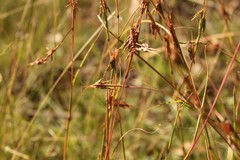 Cymbopogon refractus