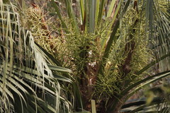 Livistona chinensis