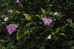 Brunfelsia latifolia