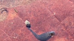 Glossiphoniidae
