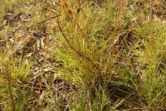 Cymbopogon refractus