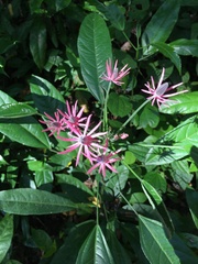 Pavonia multiflora