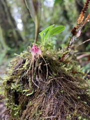 Masdevallia nidifica