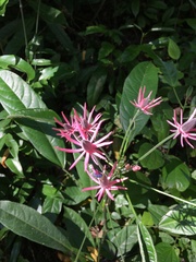 Pavonia multiflora