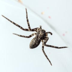 Philodromus