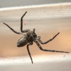 Philodromus