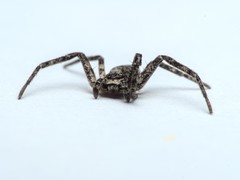 Philodromus