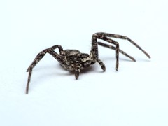 Philodromus