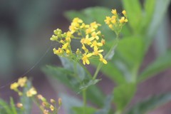 Senecio linearifolius latifolius