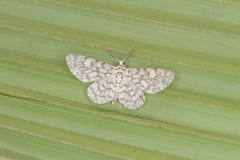 Hymenomima camerata
