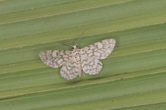 Hymenomima camerata