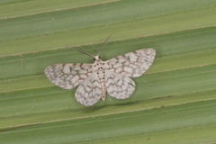 Hymenomima camerata