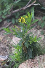 Senecio linearifolius latifolius