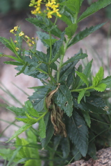 Senecio linearifolius latifolius