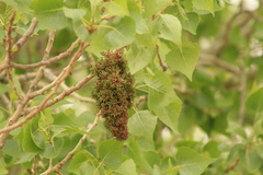 Eriophyes neoessigi