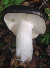 Russula