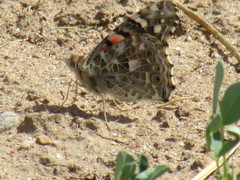 Vanessa cardui