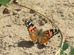Vanessa cardui