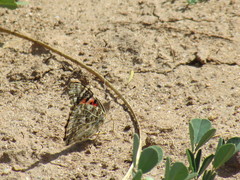 Vanessa cardui