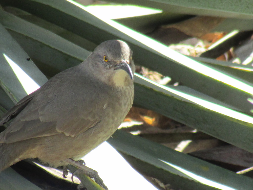 Curve-billed Thrasher from Alta Loma, Peoria, AZ 85345, USA on March 04