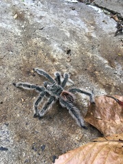 Lasiodora