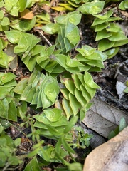 Callisia repens