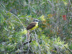 Pitangus sulphuratus