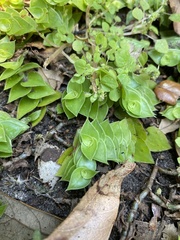 Callisia repens