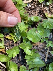 Callisia repens