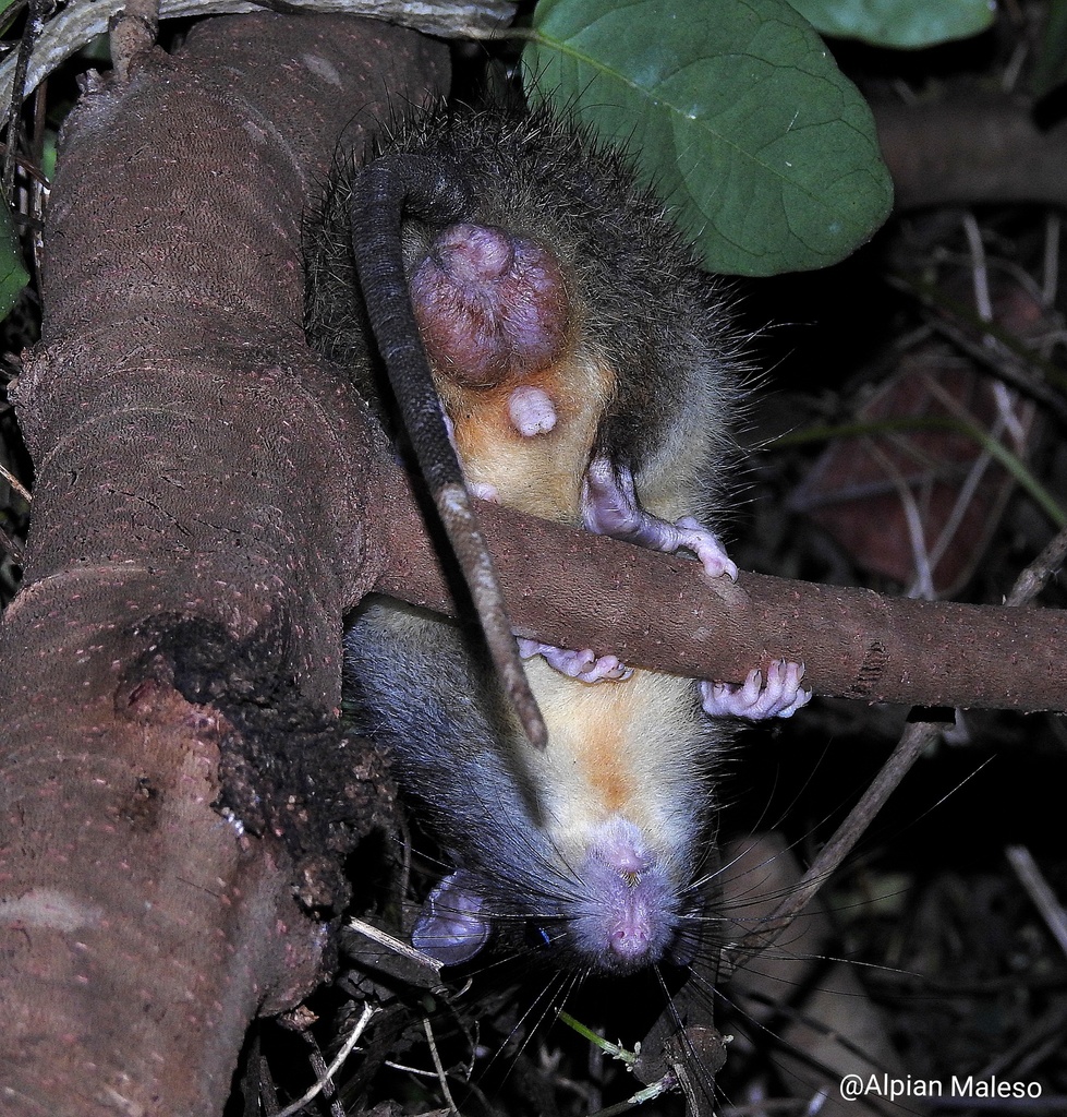 Peleng Island Xanthurus Rat