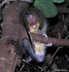 Peleng Island Xanthurus Rat photo 1
