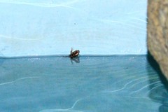 Phrynomantis annectens