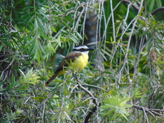 Pitangus sulphuratus