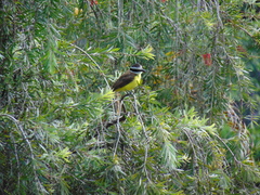 Pitangus sulphuratus