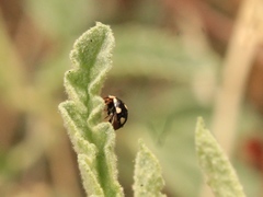 Hyperaspis octonotata