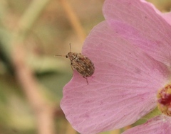 Algarobius prosopis
