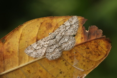 Hymenomima memor
