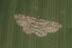 Hymenomima memor