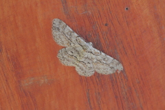 Hymenomima memor