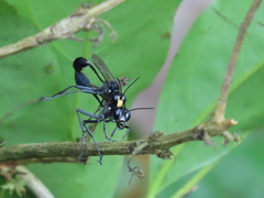Eremnophila