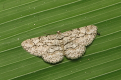 Hymenomima memor