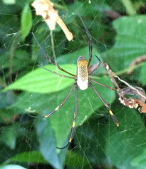 Trichonephila clavipes