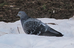 Columba livia domestica