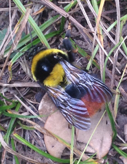 Bombus