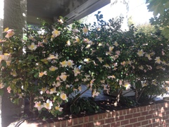 Magnoliopsida